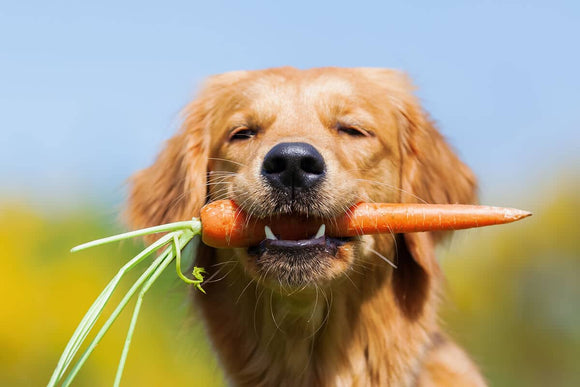 hond eet wortel