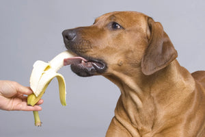 Mag een hond banaan eten?