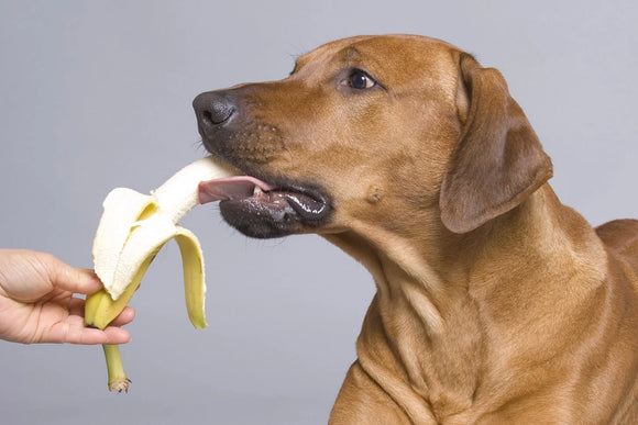 Hond eet banaan