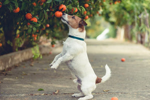 Mogen honden mandarijnen eten?