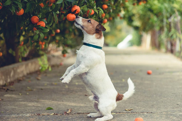 hond eet mandarijn