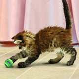 Kong Active Cat Tennisballen bevordert gezonde lichaamsbeweging en stimuleert de natuurlijke instincten van je kat om te achtervolgen, jagen en vangen. Waarom zouden alleen honden plezier mogen maken? Kong Cat Tennis Balls zijn gemaakt van niet-schurend vilt en zijn onschadelijk voor de tanden bij het spelen